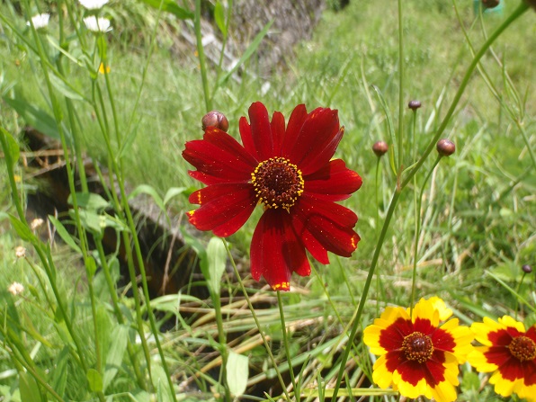 f:id:sauerklee:20170719230356j:plain f:id:sauerklee:20170719230356j:plain
