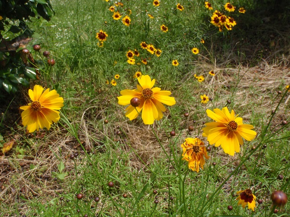 f:id:sauerklee:20170719230417j:plain f:id:sauerklee:20170719230417j:plain
