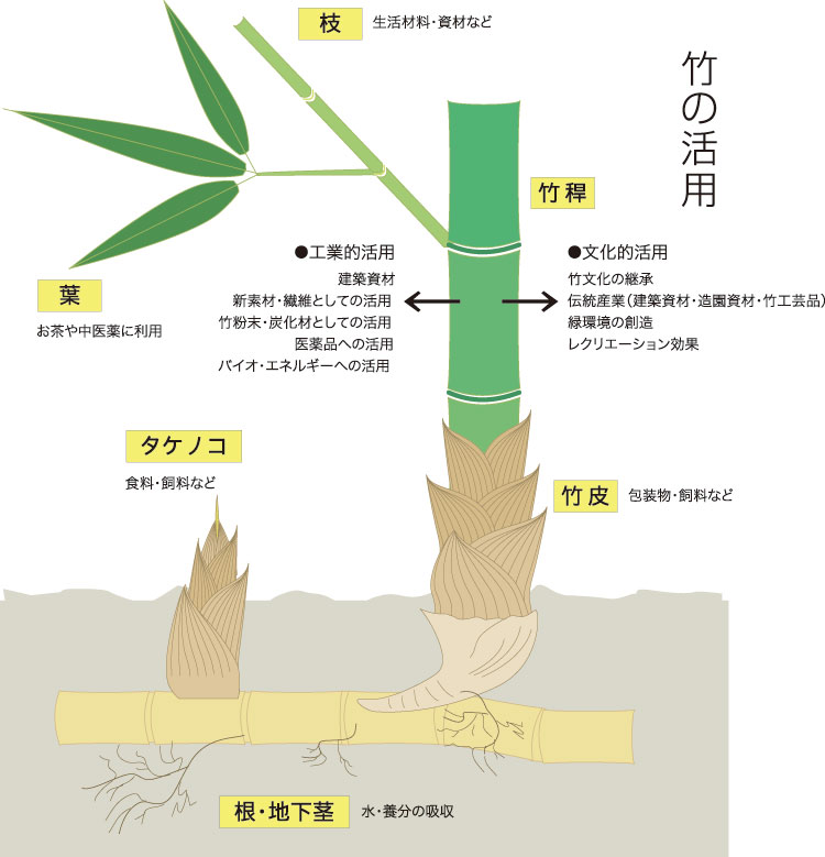 サウナ室の壁材 -竹- - Saunology -Studies on Sauna-