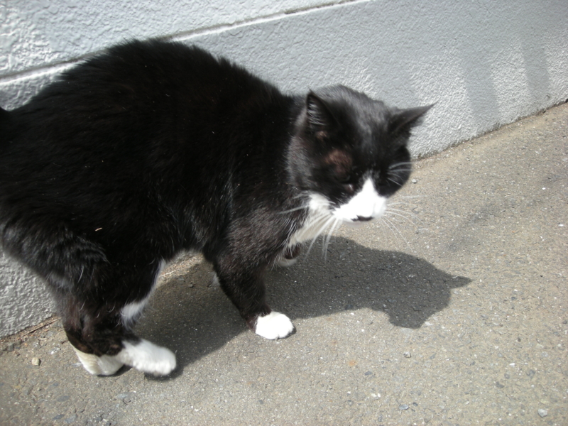 f:id:saurel:20100403120508j:image:w400 f:id:saurel:20100403120508j:image:w400