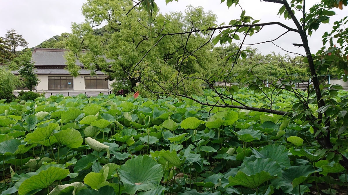 f:id:savannabatake13:20190626181530j:plain f:id:savannabatake13:20190626181530j:plain
