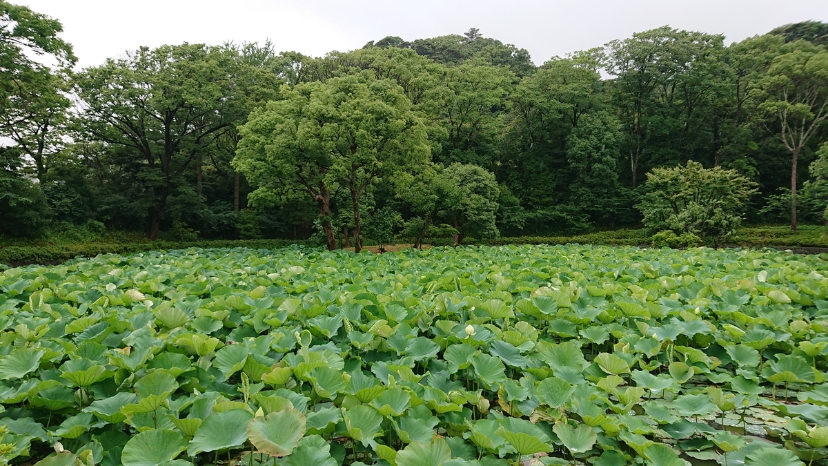 f:id:savannabatake13:20190626182035j:plain f:id:savannabatake13:20190626182035j:plain