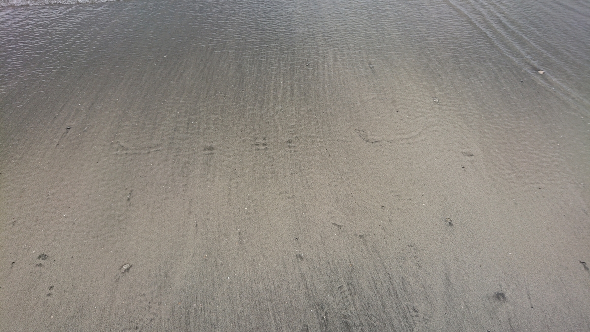 f:id:savannabatake13:20190626202520j:plain f:id:savannabatake13:20190626202520j:plain