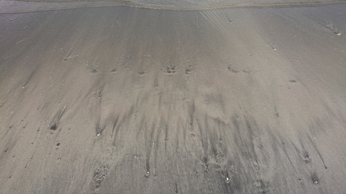 f:id:savannabatake13:20190626222300j:plain f:id:savannabatake13:20190626222300j:plain