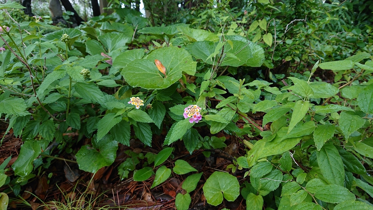 f:id:savannabatake13:20190626223732j:plain f:id:savannabatake13:20190626223732j:plain