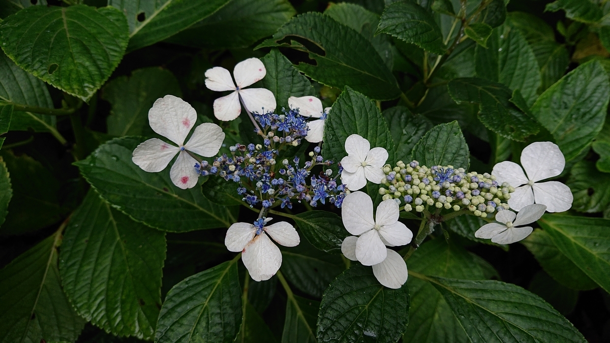 f:id:savannabatake13:20190626234532j:plain f:id:savannabatake13:20190626234532j:plain