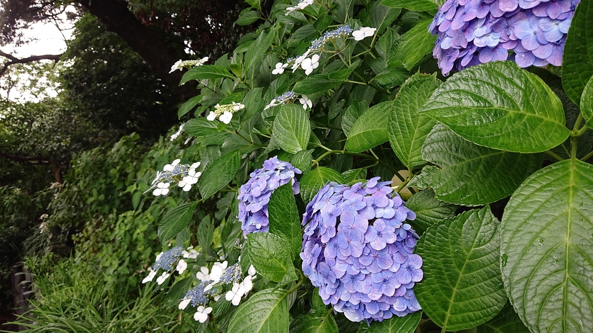 f:id:savannabatake13:20190626234544j:plain f:id:savannabatake13:20190626234544j:plain