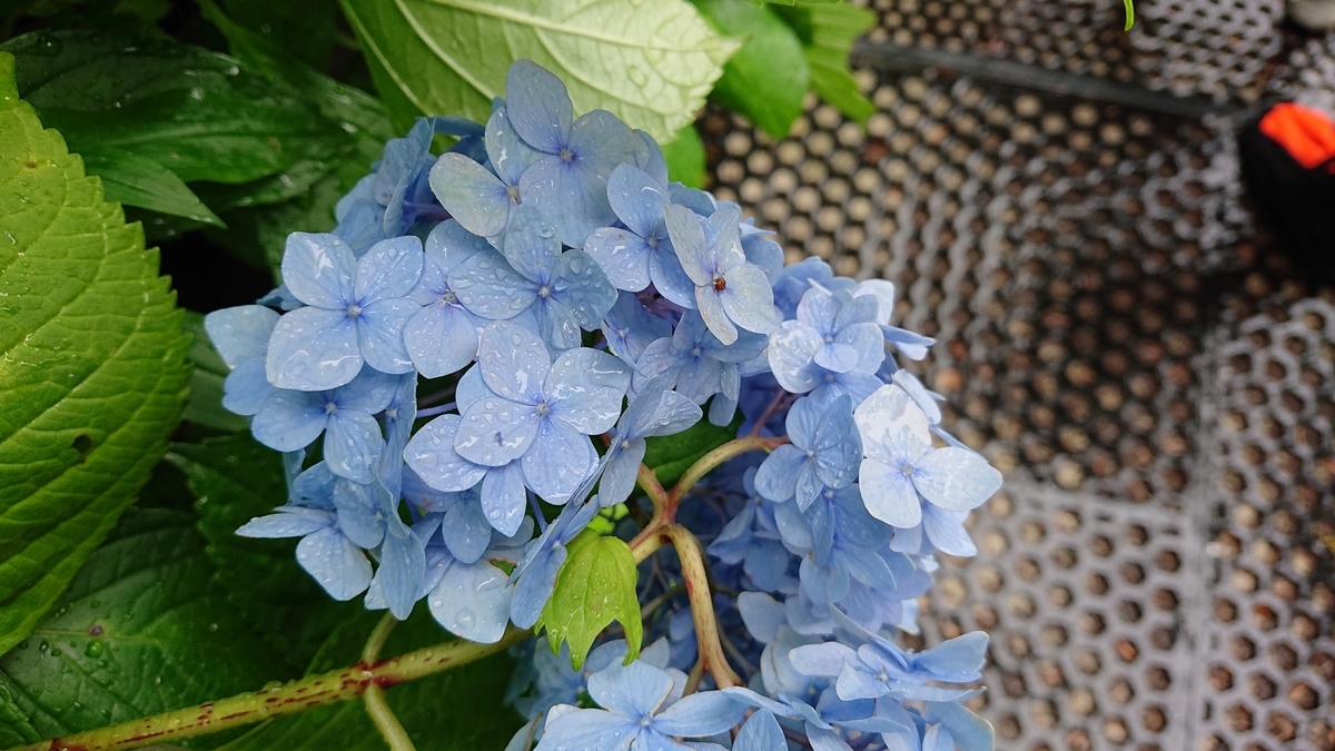 f:id:savannabatake13:20190626235308j:plain f:id:savannabatake13:20190626235308j:plain