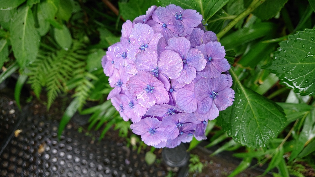 f:id:savannabatake13:20190626235328j:plain f:id:savannabatake13:20190626235328j:plain