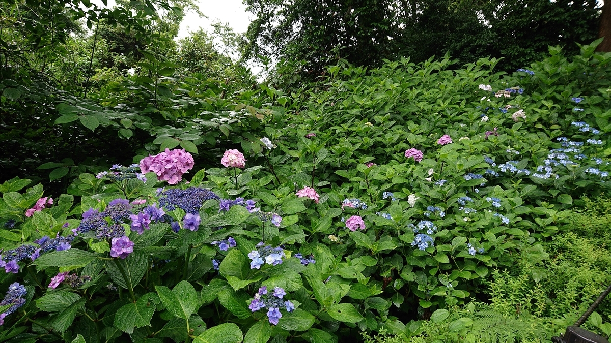 f:id:savannabatake13:20190626235739j:plain f:id:savannabatake13:20190626235739j:plain