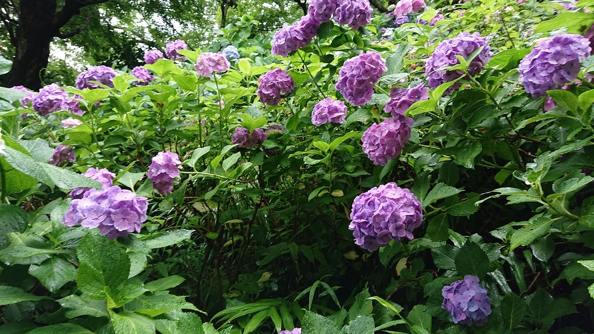 f:id:savannabatake13:20190627000250j:plain f:id:savannabatake13:20190627000250j:plain
