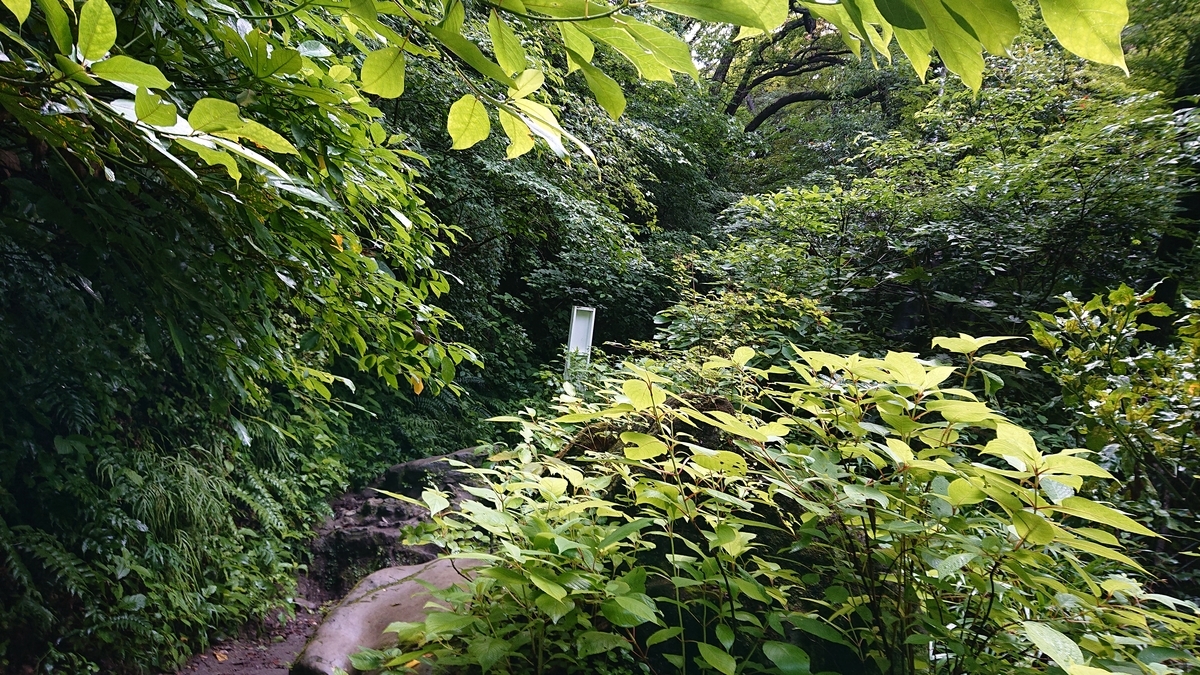 f:id:savannabatake13:20190627005944j:plain f:id:savannabatake13:20190627005944j:plain