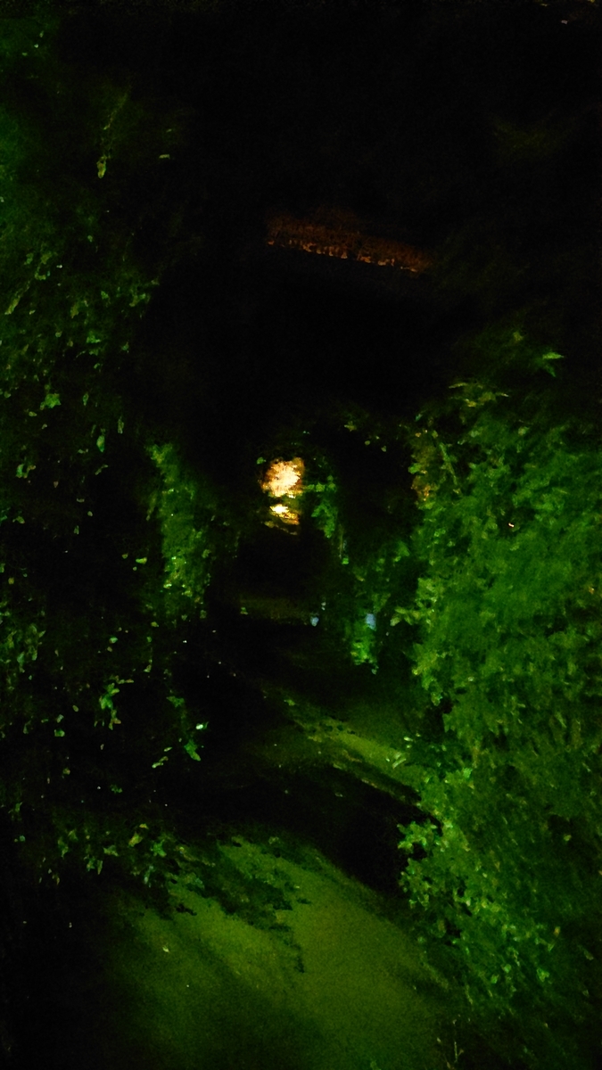f:id:savannabatake13:20190628023231j:plain f:id:savannabatake13:20190628023231j:plain