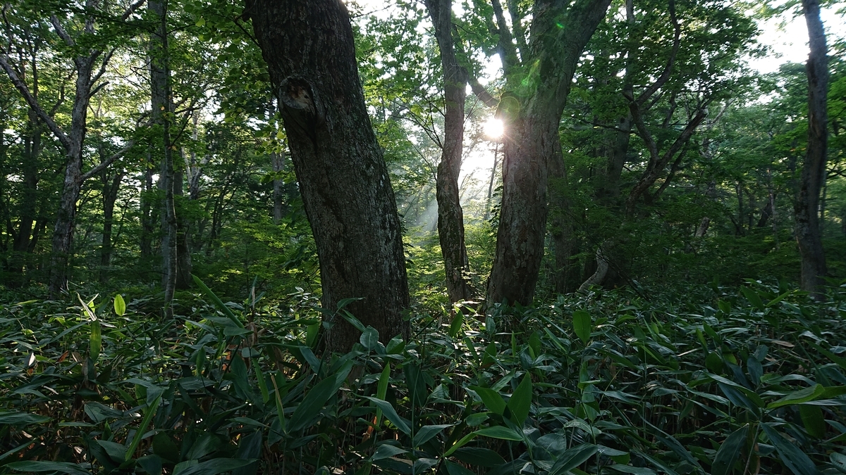 f:id:savannabatake13:20190810165235j:plain f:id:savannabatake13:20190810165235j:plain