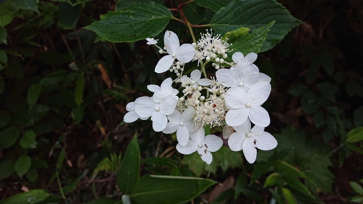 f:id:savannabatake13:20190810165548j:plain f:id:savannabatake13:20190810165548j:plain