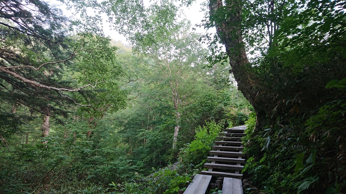 f:id:savannabatake13:20190810170440j:plain f:id:savannabatake13:20190810170440j:plain