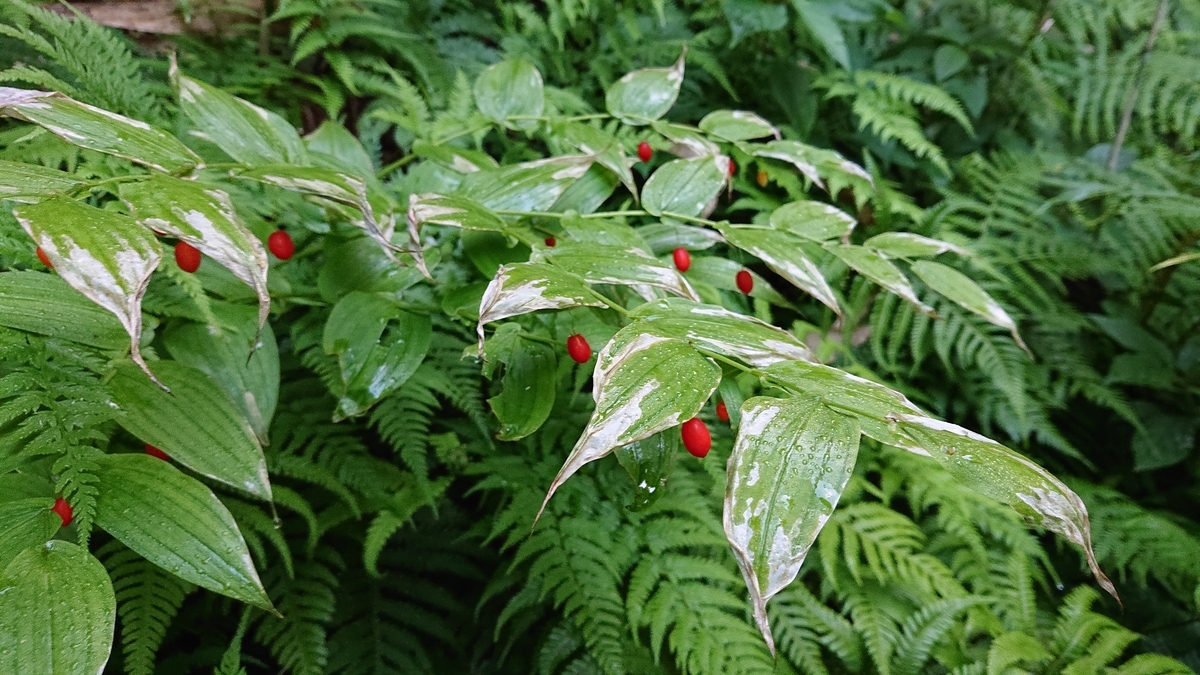 f:id:savannabatake13:20190810170600j:plain f:id:savannabatake13:20190810170600j:plain