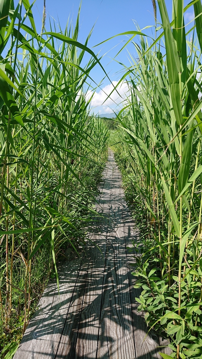 f:id:savannabatake13:20190811014532j:plain f:id:savannabatake13:20190811014532j:plain