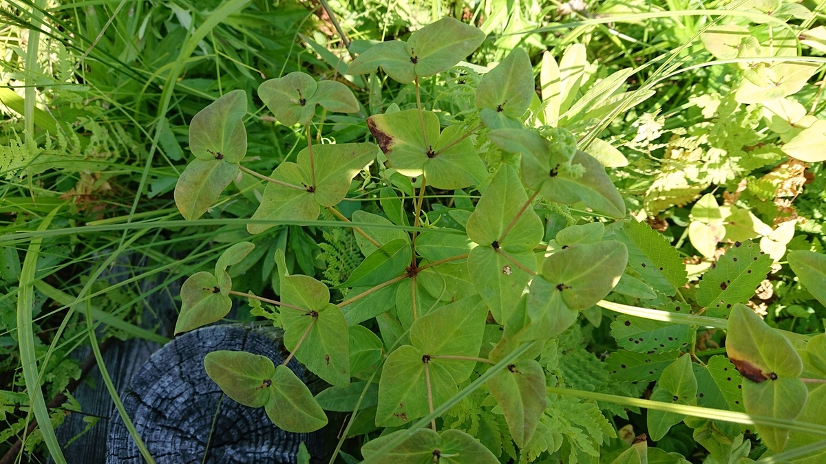 f:id:savannabatake13:20190811020058j:plain f:id:savannabatake13:20190811020058j:plain