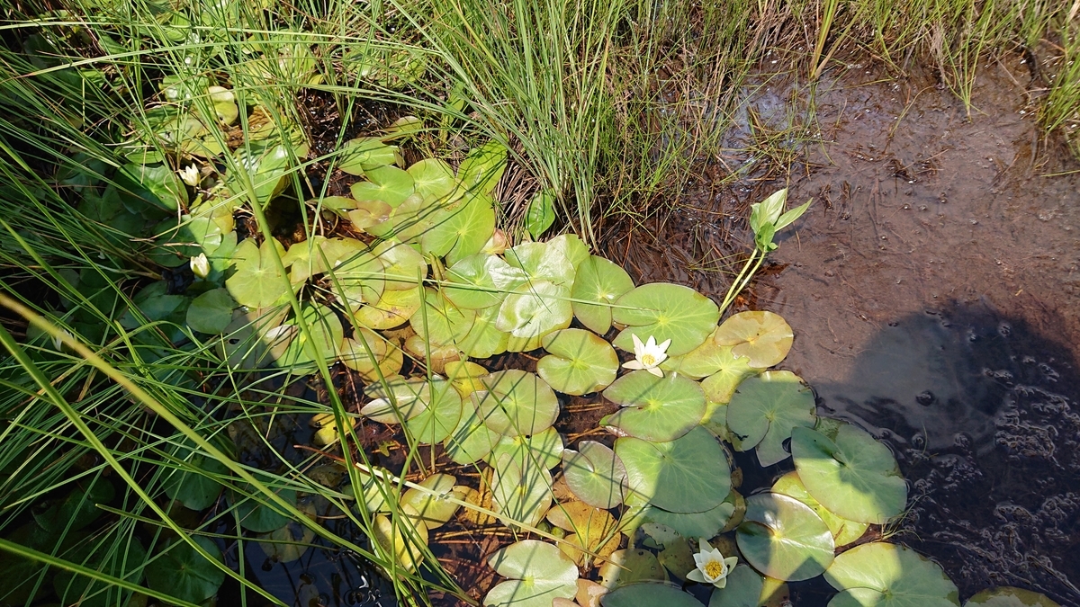 f:id:savannabatake13:20190811022857j:plain f:id:savannabatake13:20190811022857j:plain