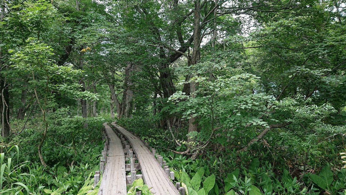f:id:savannabatake13:20190811024835j:plain f:id:savannabatake13:20190811024835j:plain