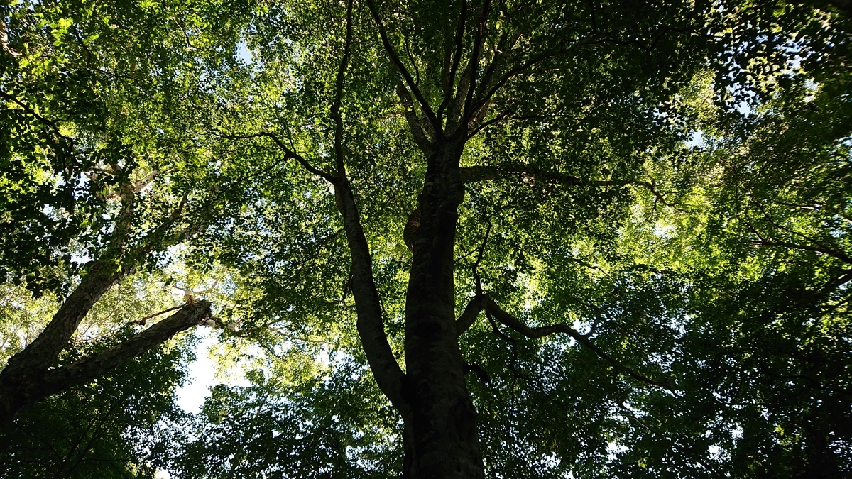 f:id:savannabatake13:20190813030447j:plain f:id:savannabatake13:20190813030447j:plain