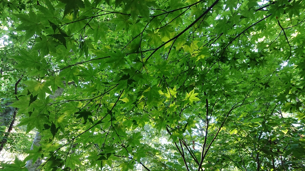 f:id:savannabatake13:20190813031131j:plain f:id:savannabatake13:20190813031131j:plain