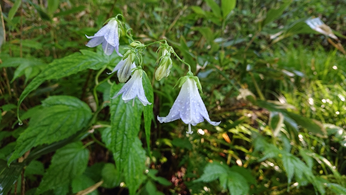 f:id:savannabatake13:20190813033651j:plain f:id:savannabatake13:20190813033651j:plain