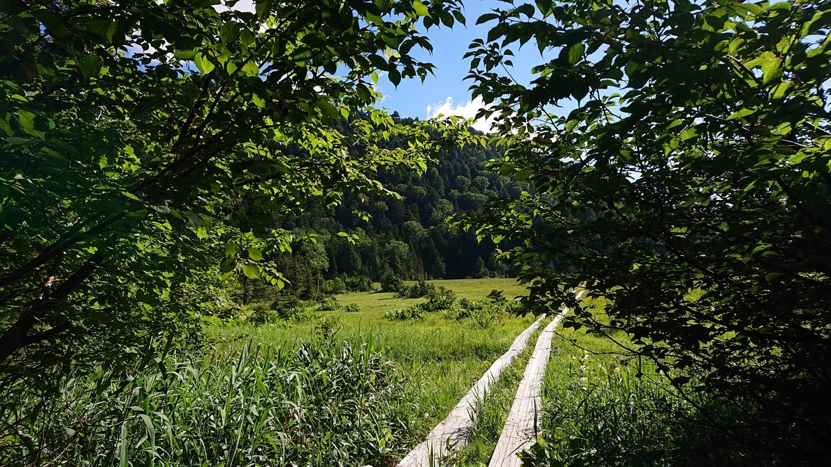 f:id:savannabatake13:20190813034220j:plain f:id:savannabatake13:20190813034220j:plain