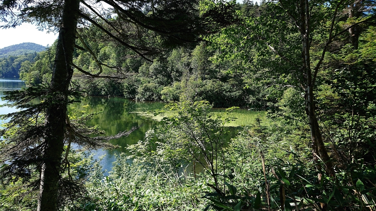f:id:savannabatake13:20190813041047j:plain f:id:savannabatake13:20190813041047j:plain