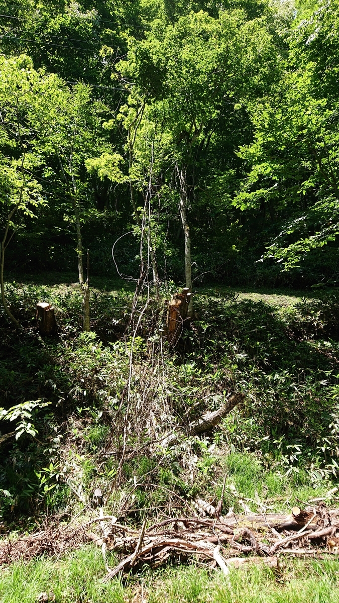 f:id:savannabatake13:20190813043146j:plain f:id:savannabatake13:20190813043146j:plain