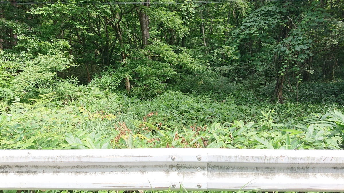f:id:savannabatake13:20190813043737j:plain f:id:savannabatake13:20190813043737j:plain