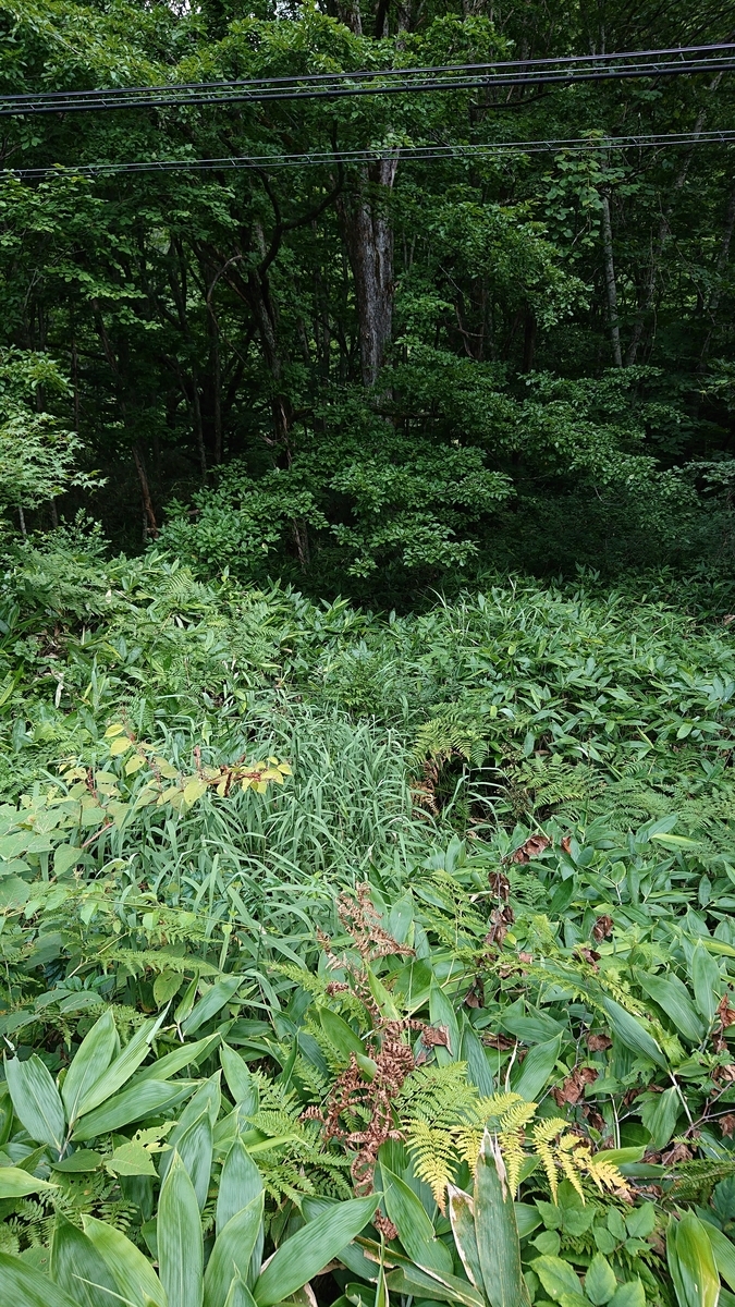 f:id:savannabatake13:20190813044042j:plain f:id:savannabatake13:20190813044042j:plain