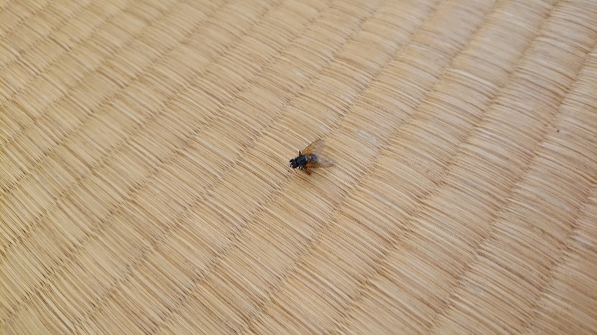 f:id:savannabatake13:20190815005428j:plain f:id:savannabatake13:20190815005428j:plain