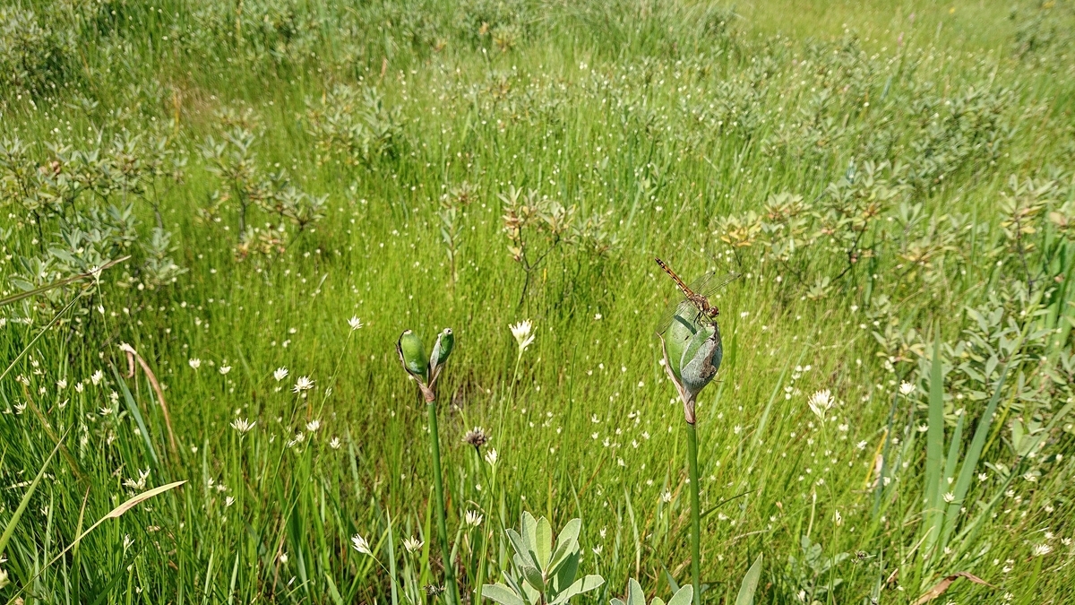 f:id:savannabatake13:20190815005846j:plain f:id:savannabatake13:20190815005846j:plain