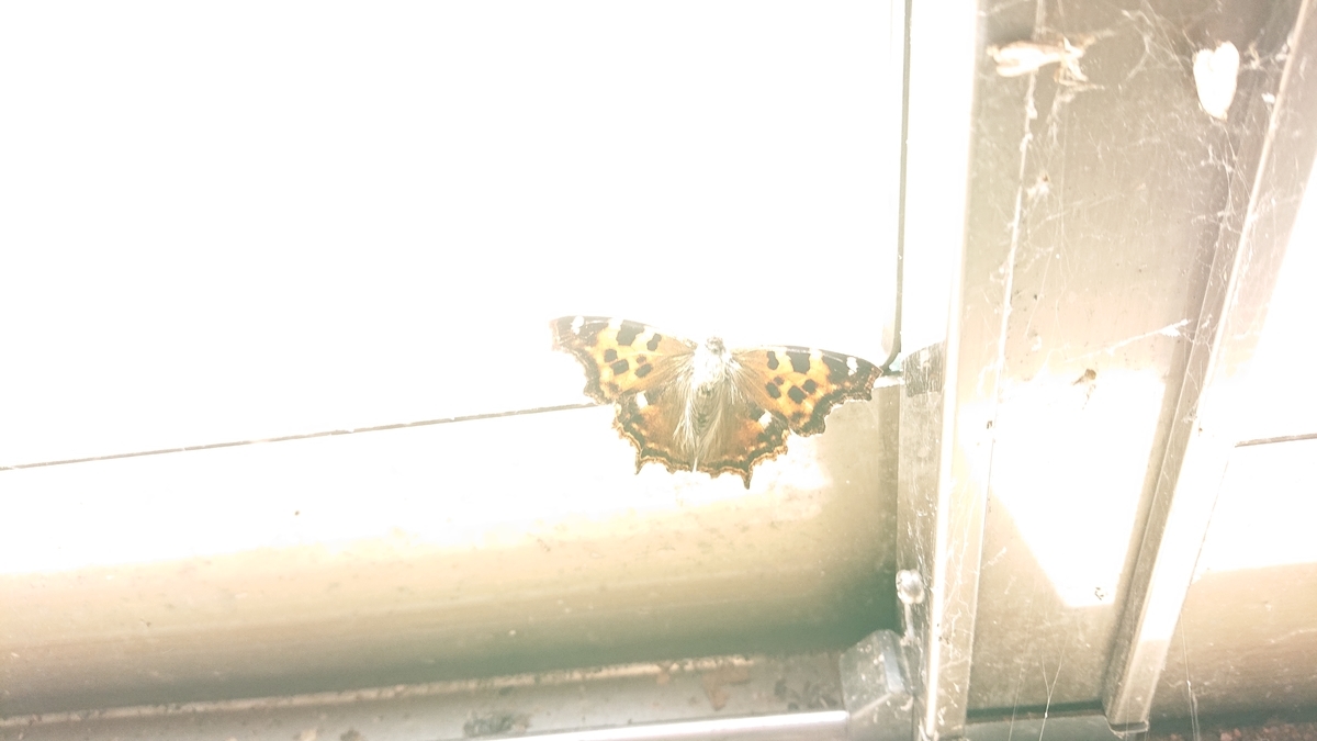 f:id:savannabatake13:20190815013115j:plain f:id:savannabatake13:20190815013115j:plain