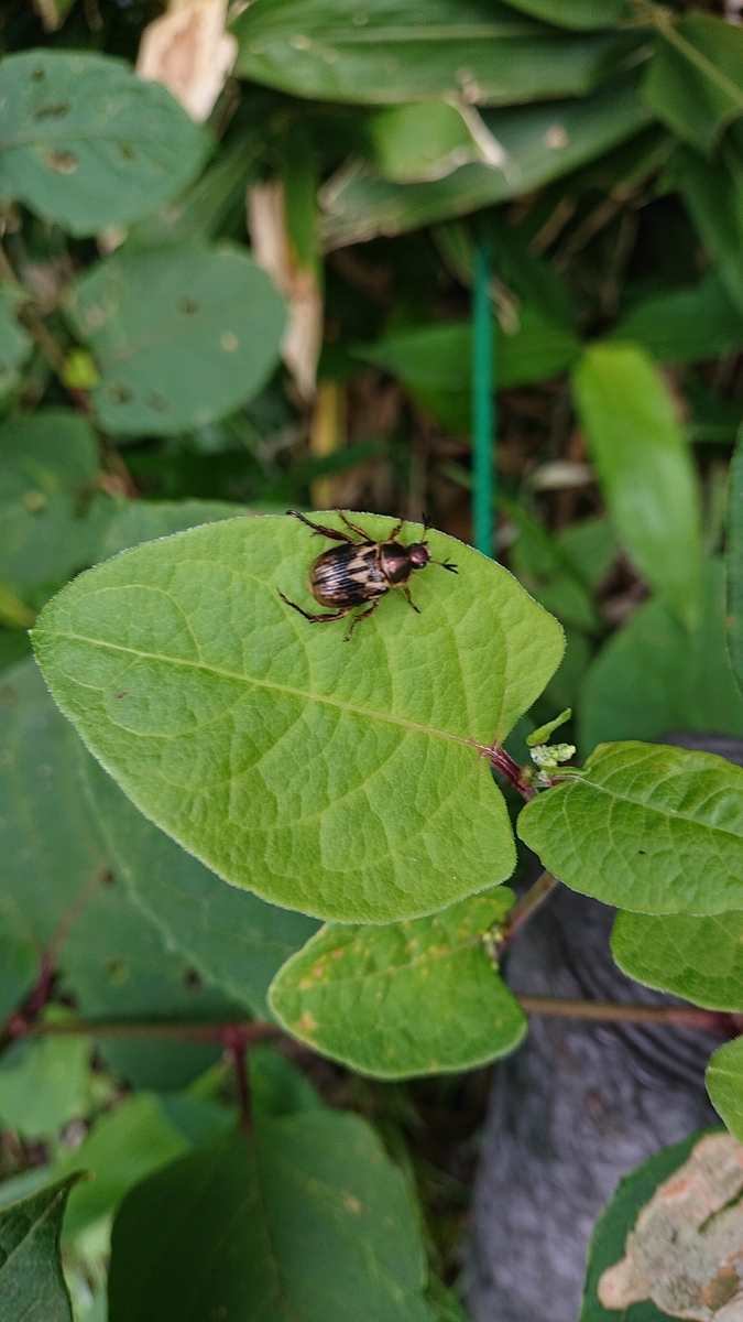 f:id:savannabatake13:20190815013421j:plain f:id:savannabatake13:20190815013421j:plain