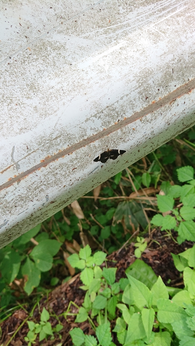 f:id:savannabatake13:20190815013517j:plain f:id:savannabatake13:20190815013517j:plain