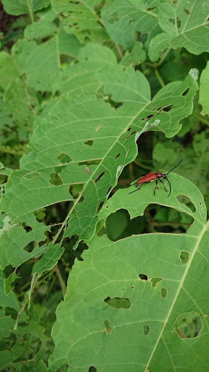 f:id:savannabatake13:20190815013527j:plain f:id:savannabatake13:20190815013527j:plain