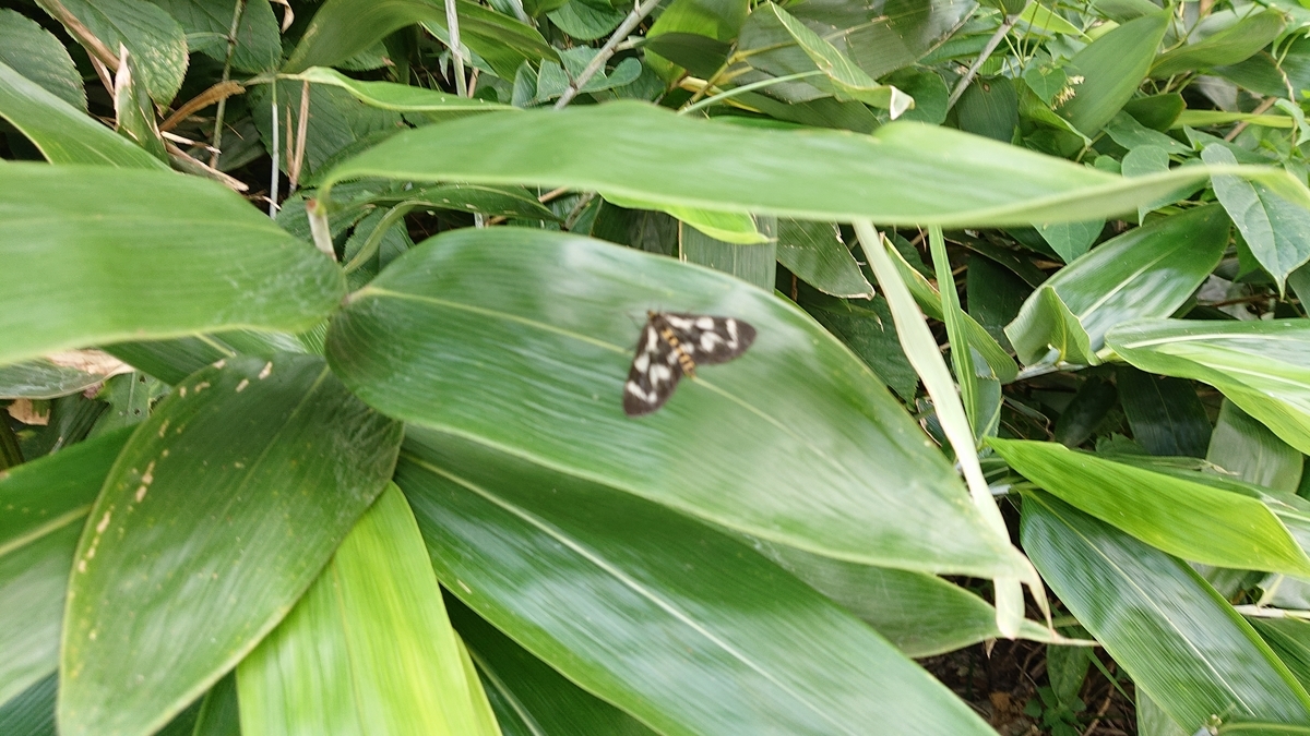 f:id:savannabatake13:20190815020402j:plain f:id:savannabatake13:20190815020402j:plain