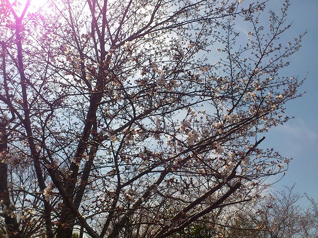 f:id:savarun:20200404173727j:plain