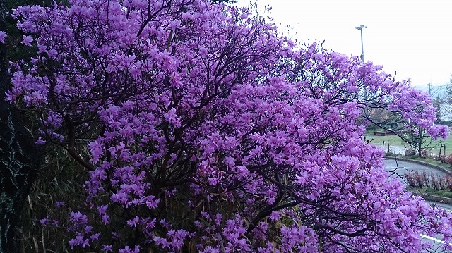 f:id:savarun:20200409220444j:plain f:id:savarun:20200409220444j:plain