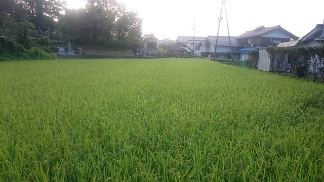 f:id:savarun:20200901185054j:plain