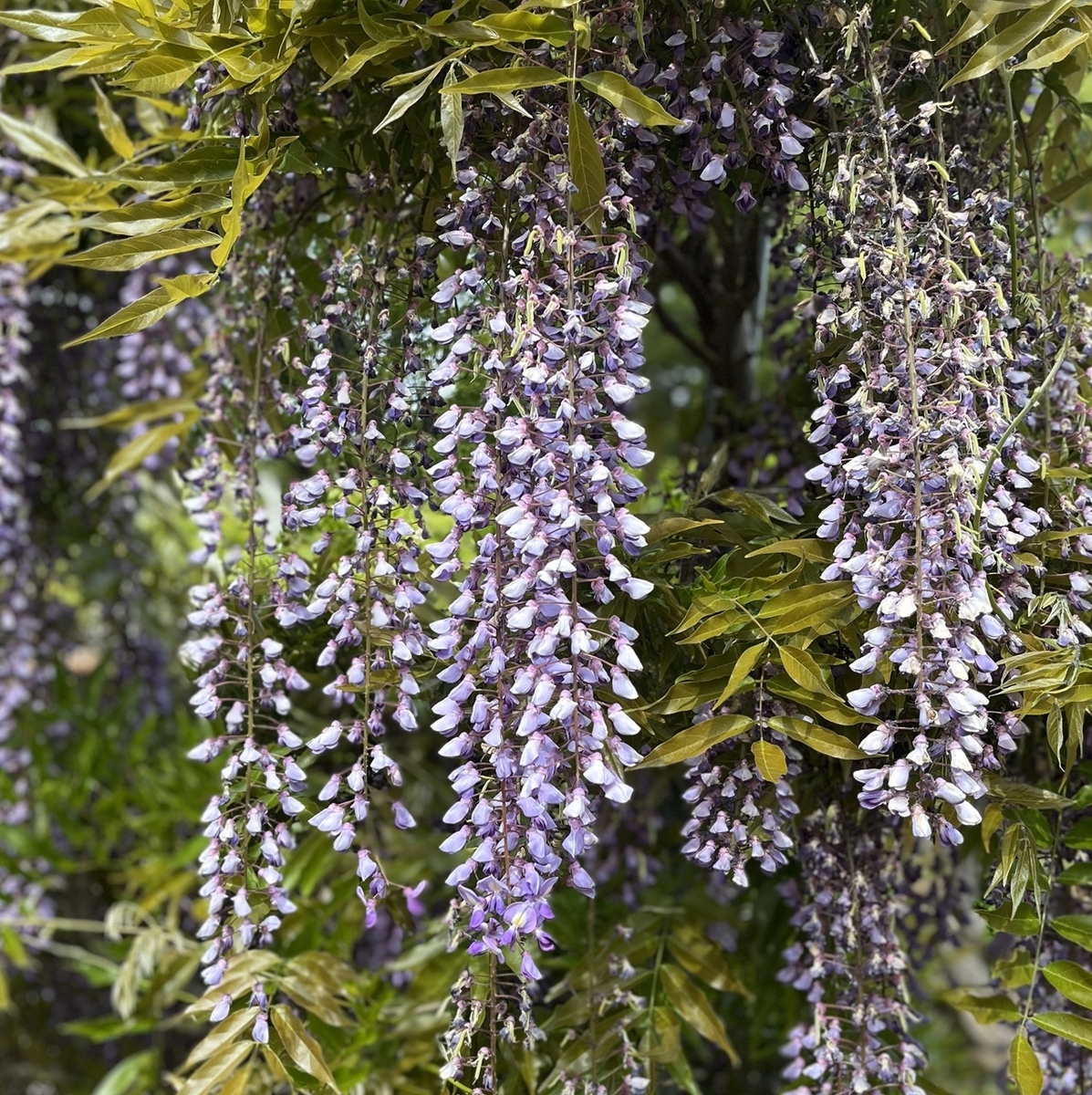 藤の花