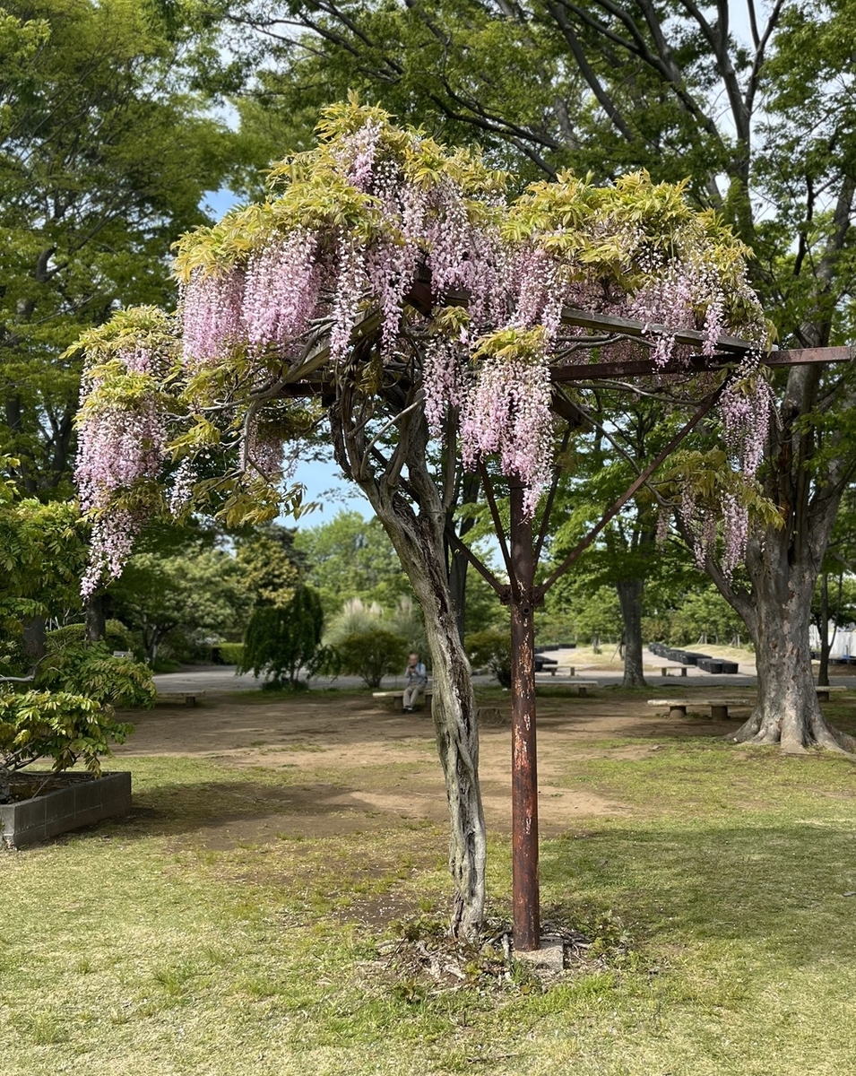 小さい藤棚