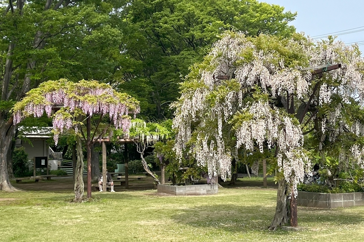 複数の藤棚