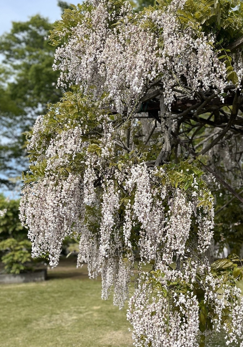 白い藤に近づく