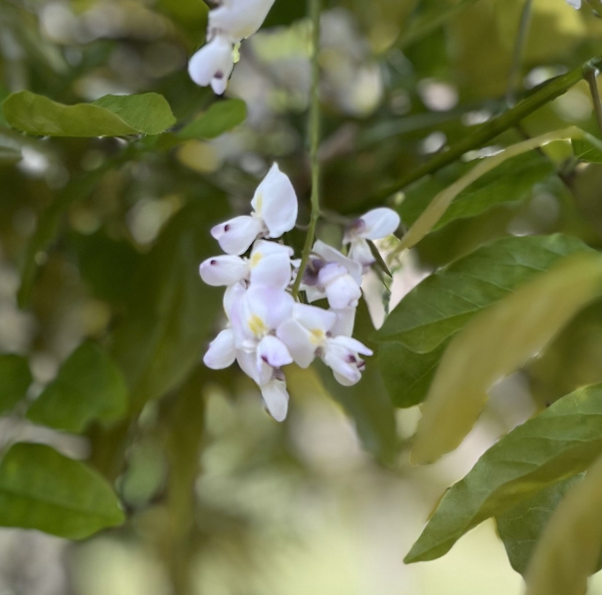 藤の花のアップ