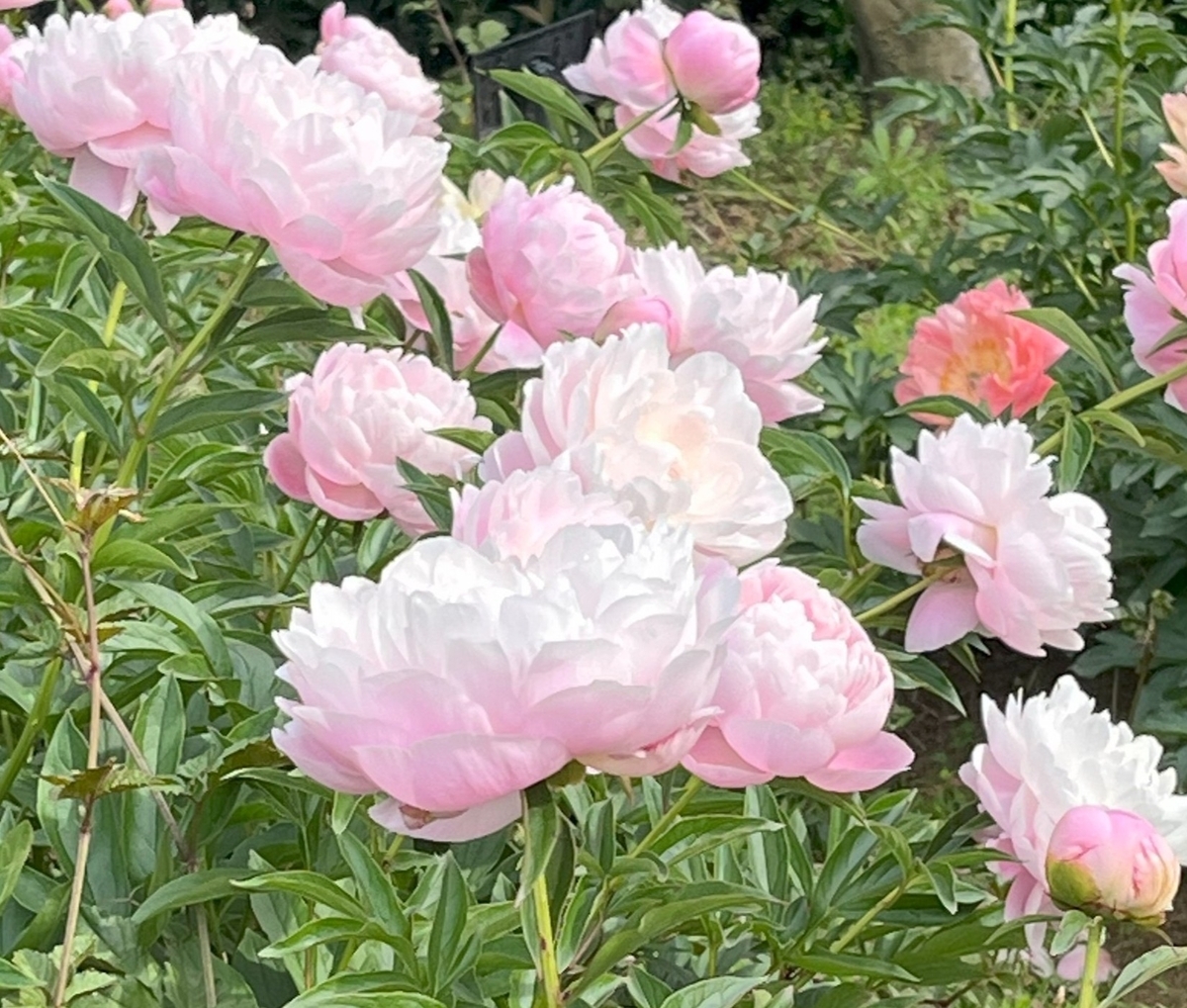 ボタンの花