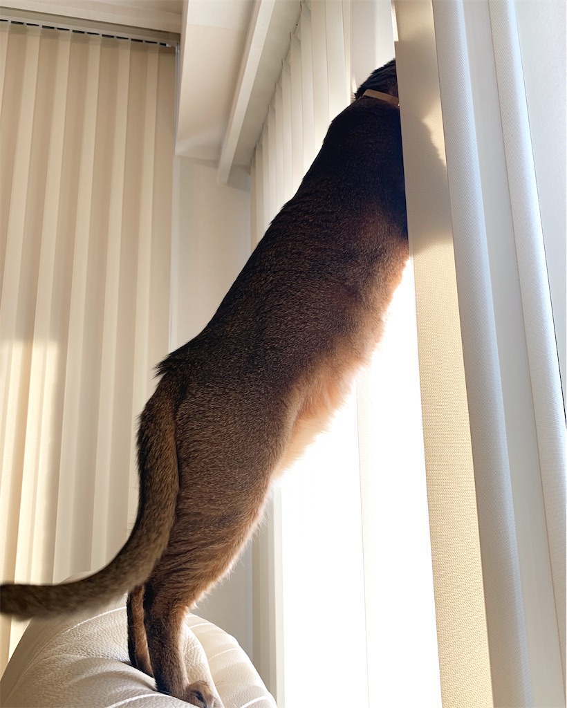 f:id:sawa-kaz:20200321222308j:image